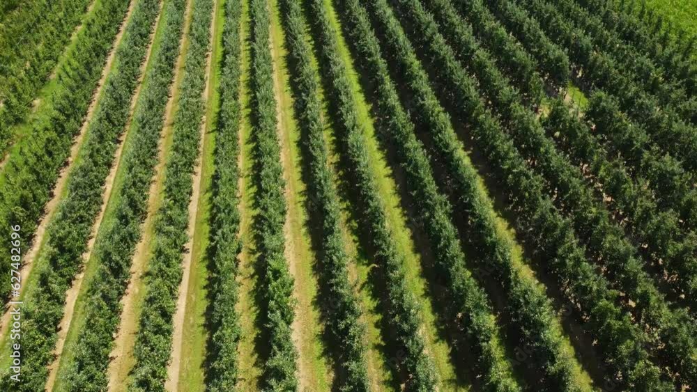 Areal flight over wheat fields and pear and apple plantation in Limburg, Belgium in Europe. Beautiful green landscape with villages in the background drone shot Areal flight over wheat fields and pear and apple plantation in Limburg, Belgium in Europe. Beautiful green landscape with villages in the background drone shot