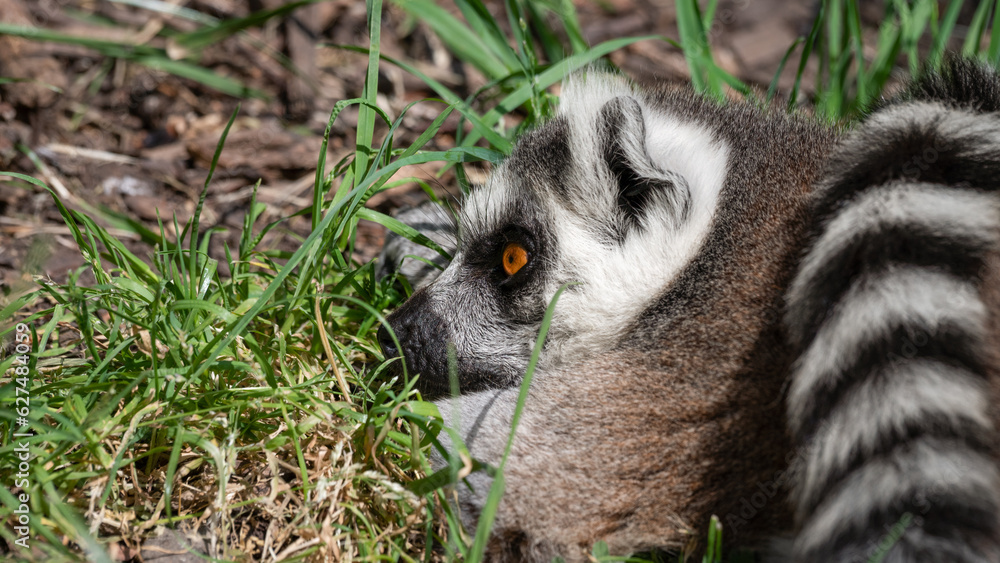 Fototapeta premium Close Up Ring-tailed Lemur
