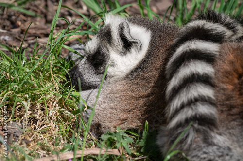 Fototapeta Naklejka Na Ścianę i Meble -  Close Up Ring-tailed Lemur