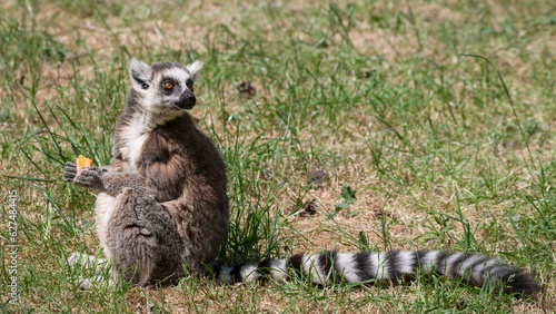 Ring-tailed Lemur Sitting on Grass