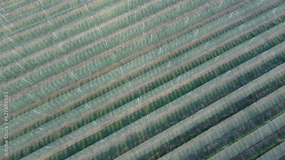 Areal flight over wheat fields and pear and apple plantation in Limburg, Belgium in Europe. Beautiful green landscape with villages in the background drone shot Areal flight over wheat fields and pear and apple plantation in Limburg, Belgium in Europe. Beautiful green landscape with villages in the background drone shot