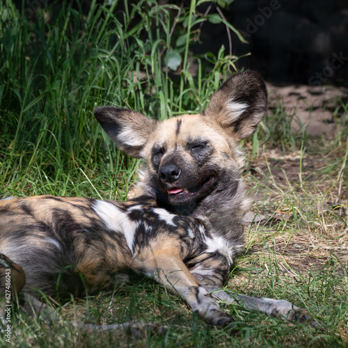 African Painted Dog Resting on Grass