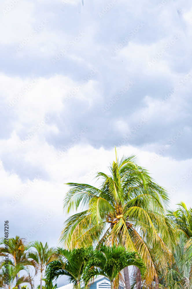 Front view, far distance of, a  tropical palm tree, against cloudy sky