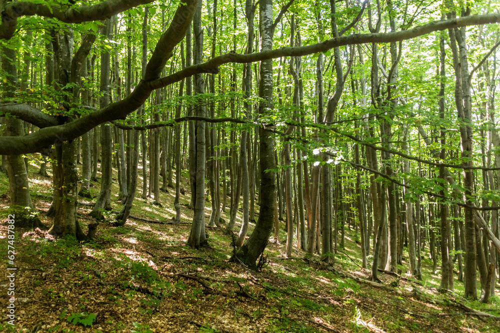 Fototapeta premium Beech forest on Shipka Peak, Bulgaria