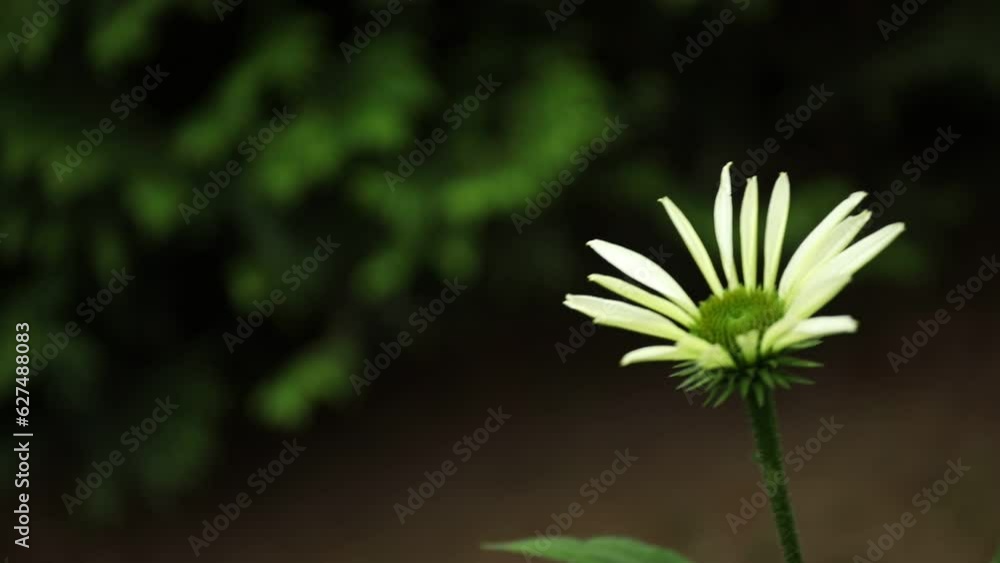 One single white young coneflower blossom isolated in front of a bokeh background. Right side. One single white young coneflower blossom isolated in front of a bokeh background. Right side.