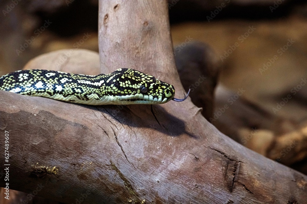 Fototapeta premium Diamond Python (Morelia Spilota Spilota)