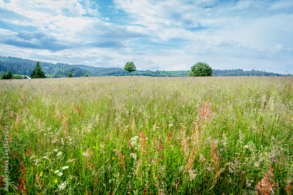 Spring mountain flowering meadow surrounded by hills of Polana region. Slovakia, Europe. Fresh wild flowers.