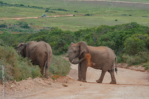 Photography Grazing elephants