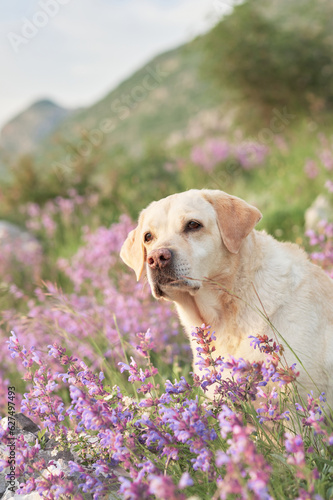 portrait of dog among wild flowers against the backdrop of mountains. Fawn Labrador Retriever in nature
