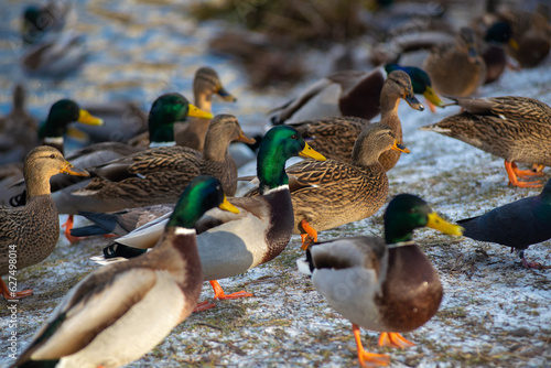 A flock of wild ducks. Close-up. Ducks on ice. Dike ducks. Wintering ducks in the city.