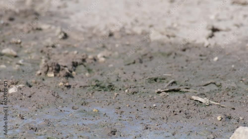 Barn swallow, Hirundo rustica. The bird takes dirt in its beak to build a nest and flies away. Close up. Barn swallow, Hirundo rustica. The bird takes dirt in its beak to build a nest and flies away. Close up.