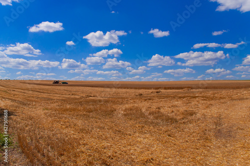 Combine and machine for harvesting wheat in the field