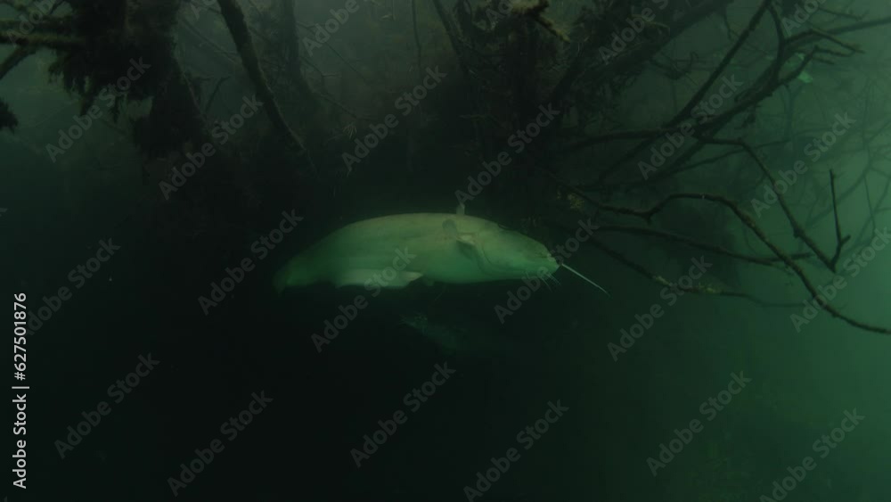 White wels catfish is hiding in the brushwood under the surface