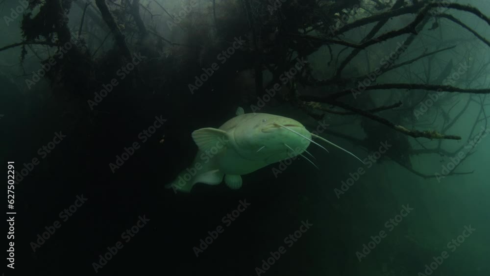 White wels catfish is hiding in the brushwood under the surface
