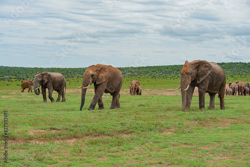 Elephants on the move