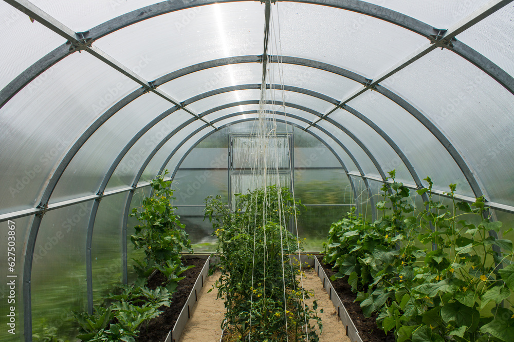 Green tops of cucumbers and tomatoes in a transparent plastic greenhouse on a clear summer day. Concept gardening and growing plants Green tops of cucumbers and tomatoes in a transparent plastic greenhouse on a clear summer day. Concept gardening and growing plants