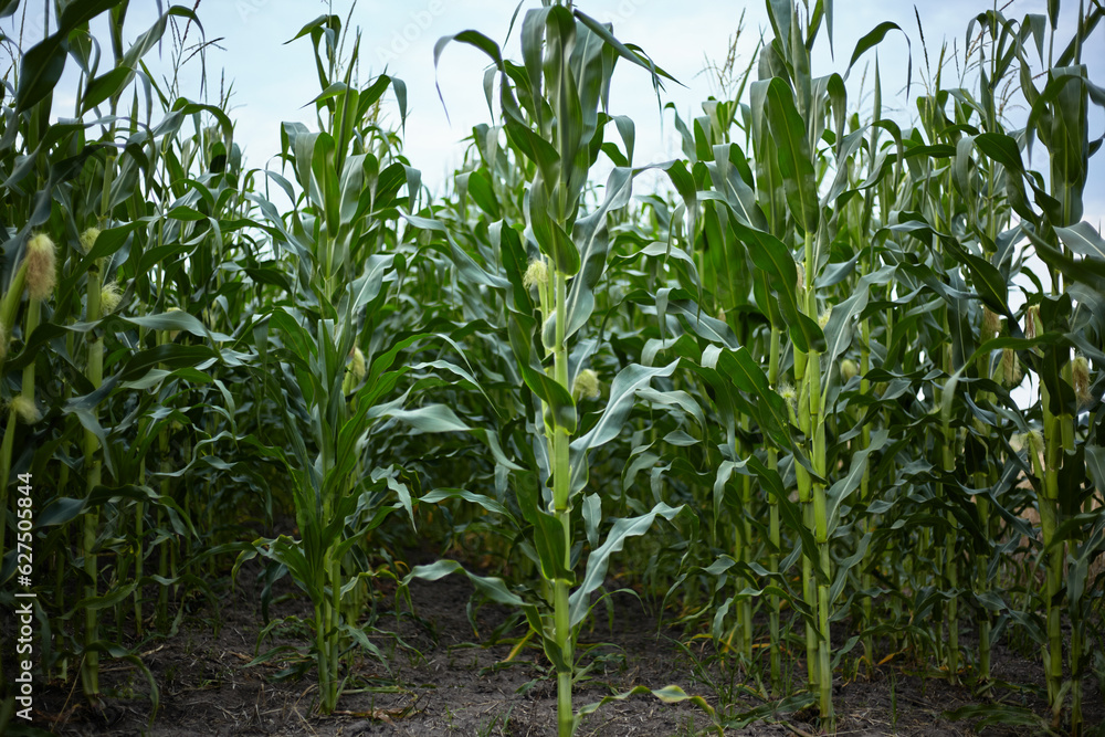 Corn. Ripening of the crop. Corn. Ripening of the crop.