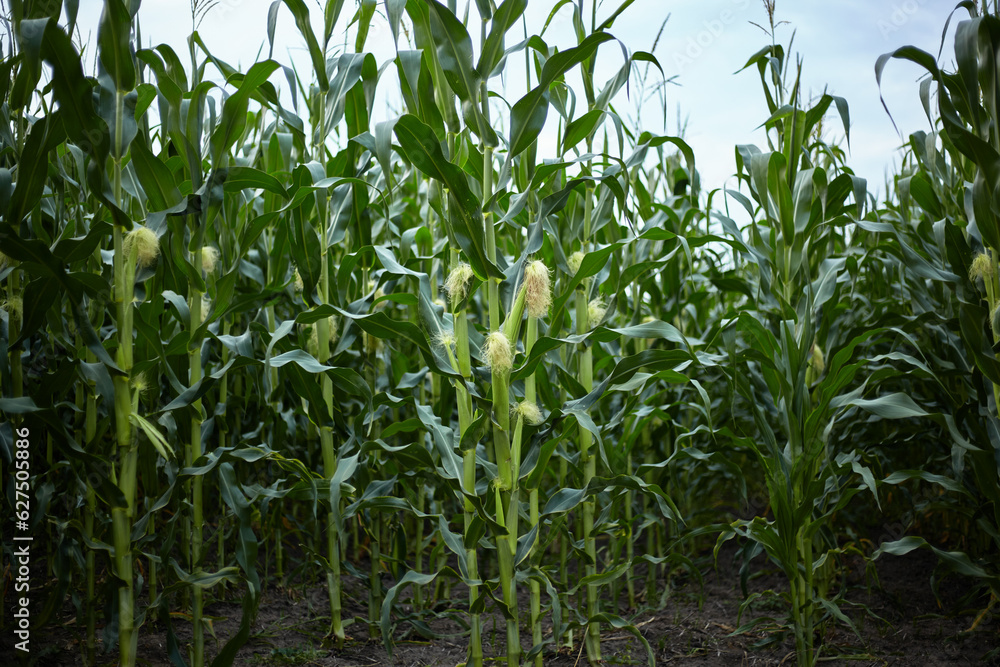 Corn. Ripening of the crop. Corn. Ripening of the crop.