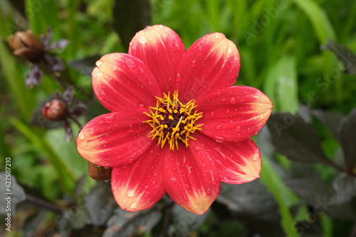 Dahlia flower close up. Red  coral and yellow dahlia flower in real garden on green blurred background.