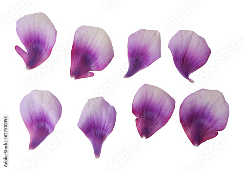 Purple gradation color petals. Petals of purple color flower. Design elements. petals png. #627510053