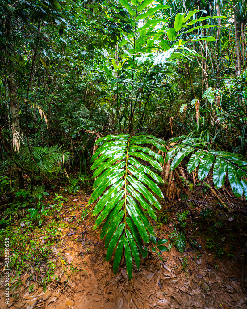 unique nature of daintree rainforest near cairns, north queensland, australia; ancient tropical rainforest with fan palms 