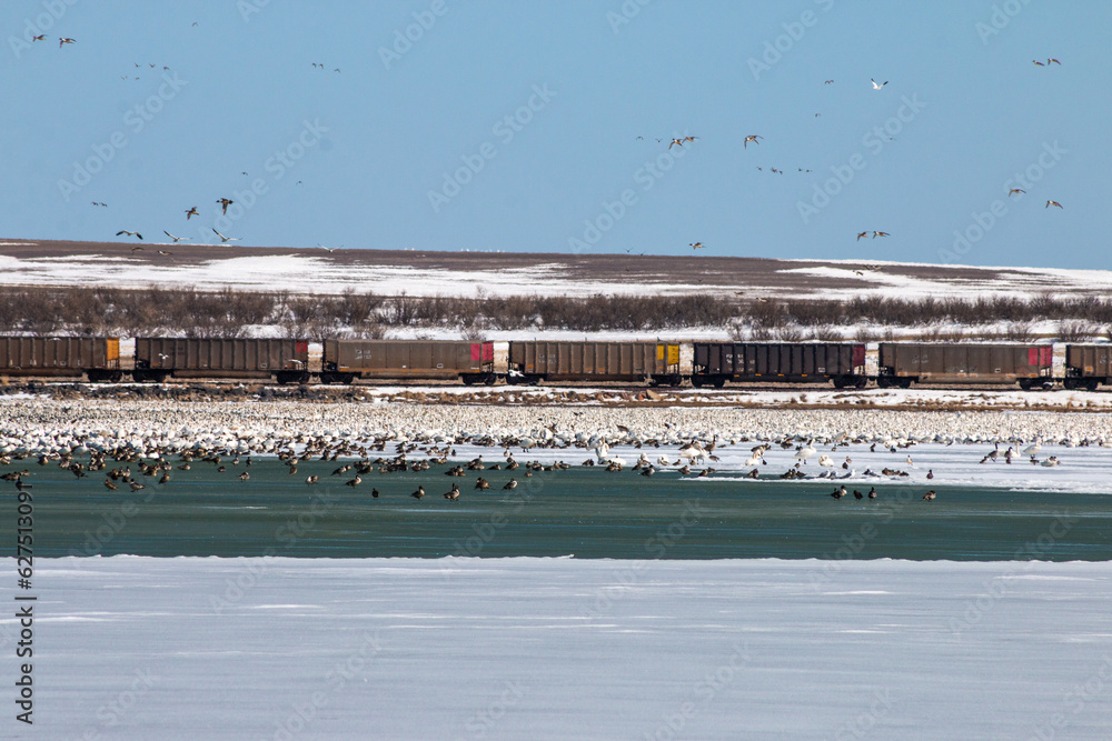 Naklejka premium Snow Goose Migration and Train