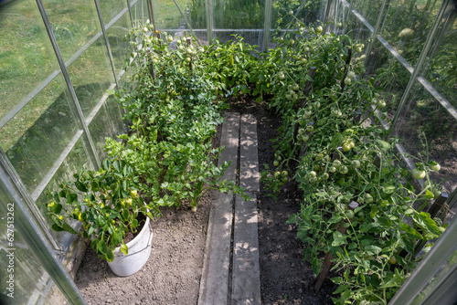 A view into a small greenhouse with tomatoes and peppers.