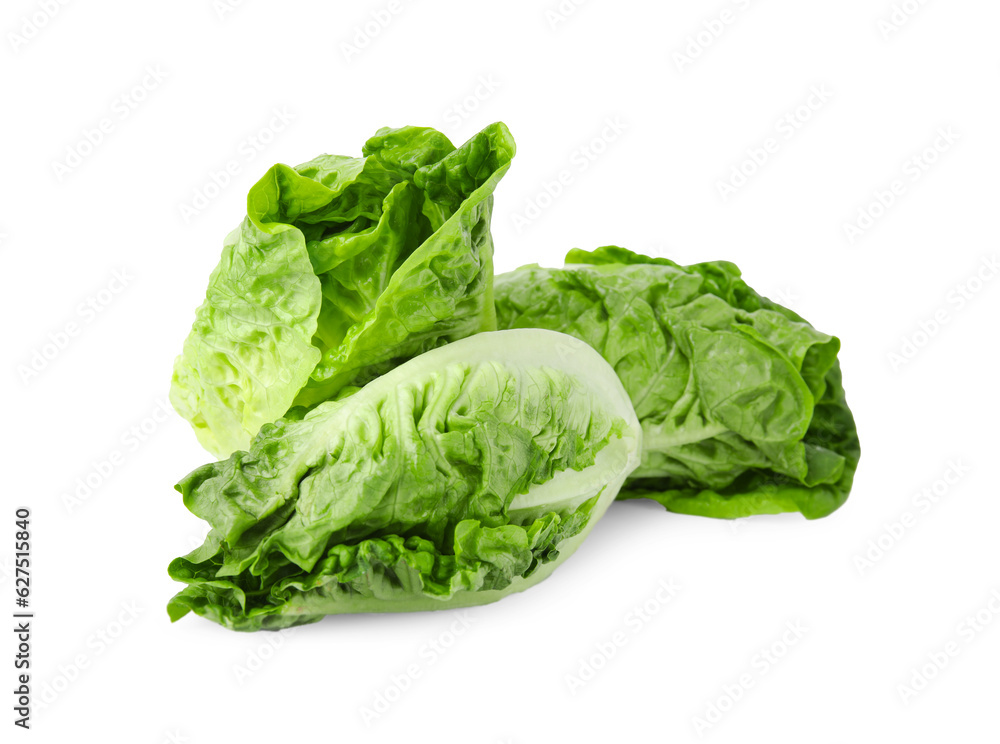 Fresh green romaine lettuces isolated on white Fresh green romaine lettuces isolated on white