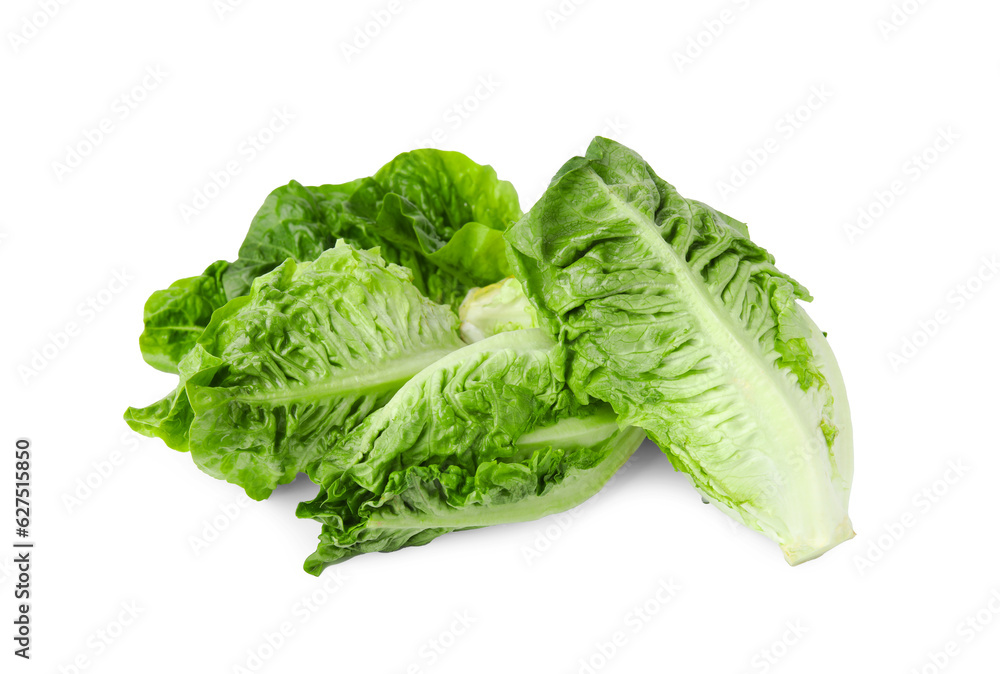 Fresh green romaine lettuces isolated on white Fresh green romaine lettuces isolated on white