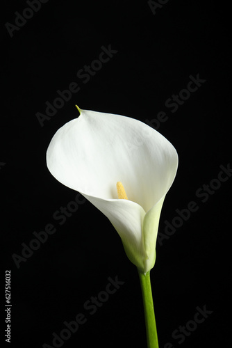 Fototapeta Naklejka Na Ścianę i Meble -  Beautiful calla lily flower on black background