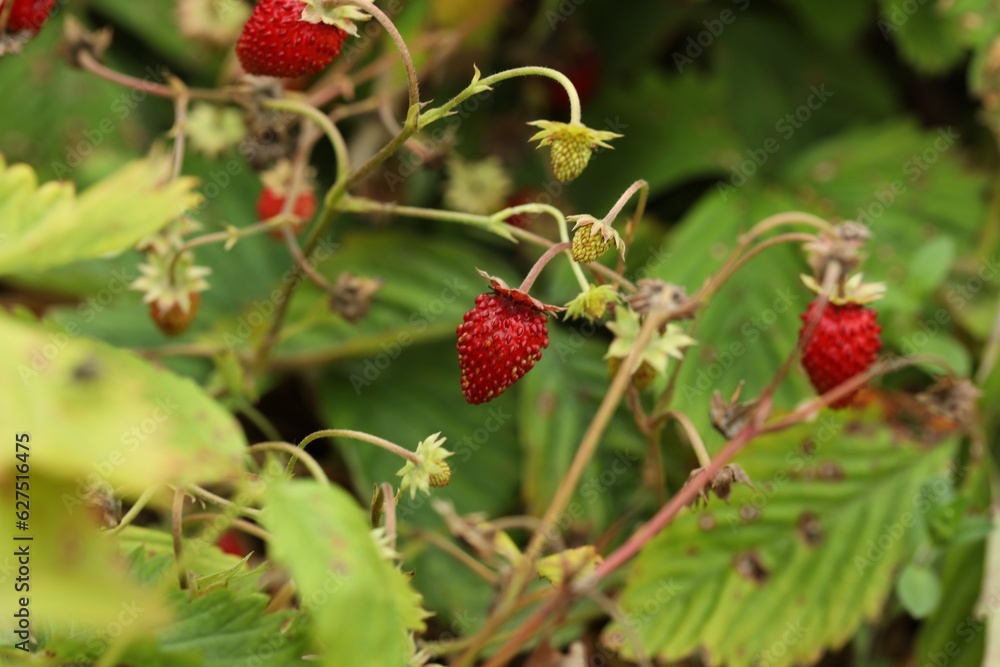 Small wild strawberries growing outdoors. Seasonal berries Small wild strawberries growing outdoors. Seasonal berries