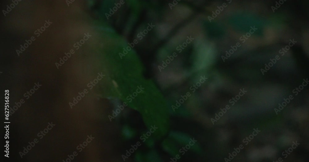 Harmony with Nature: Indigenous Peoples Walking in the Heart of the Amazon Rainforest Harmony with Nature: Indigenous Peoples Walking in the Heart of the Amazon Rainforest