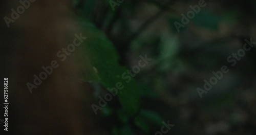 Harmony with Nature: Indigenous Peoples Walking in the Heart of the Amazon Rainforest