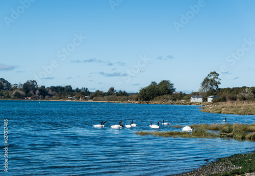 Cisnes De Cuello Negro