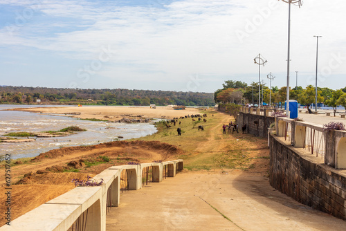 Fotografiet Cattle grazing in the silting up of the São Francisco River