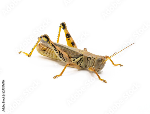 Differential Grasshopper © Riverwalker