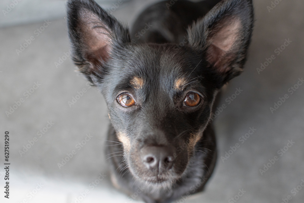 Portrait of cute black dog looking at the camera