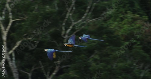 Colorful Canopy Choreography: Macaws in Flight Across the Amazon Rainforest