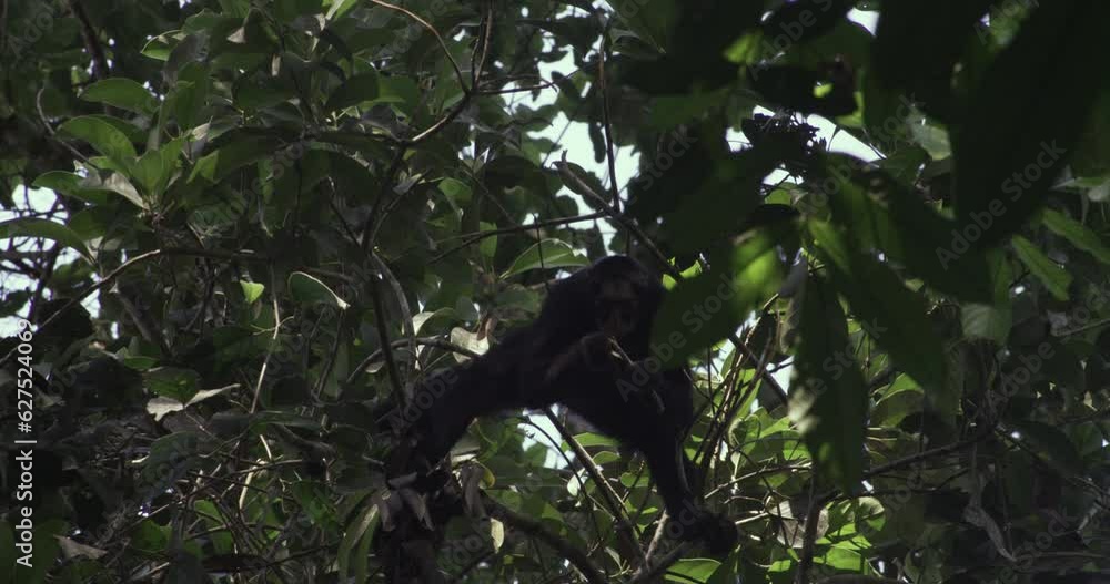 Nature's Marvels: Spider Monkey and Her Adorable Offspring in the Rainforest Canopy Nature's Marvels: Spider Monkey and Her Adorable Offspring in the Rainforest Canopy