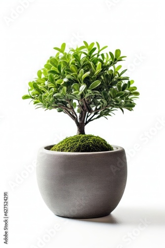 a bonsai tree in a pot on a white background, created by Generative AI