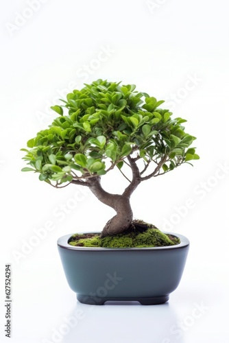 a bonsai tree in a pot on a white background, created by Generative AI