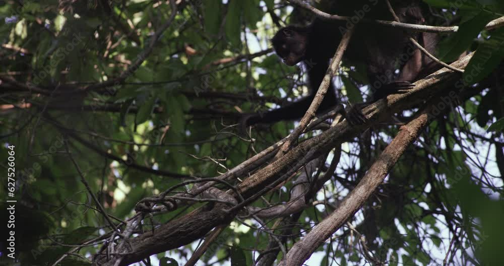 Nature's Marvels: Spider Monkey and Her Adorable Offspring in the Rainforest Canopy Nature's Marvels: Spider Monkey and Her Adorable Offspring in the Rainforest Canopy
