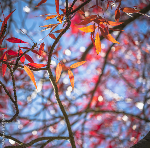 Autumn Leaves; red leaves in autumn