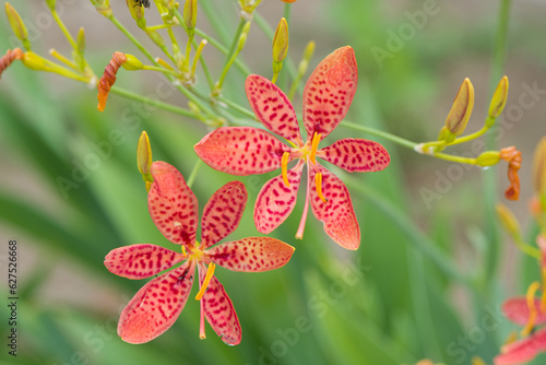 Iris Domestica, Blackberry Lily flowering medicinal plant closeup.
 photo