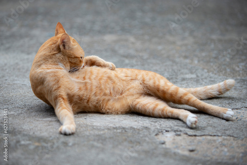 Orange cat sleeping on the cement floor with copy space for text.