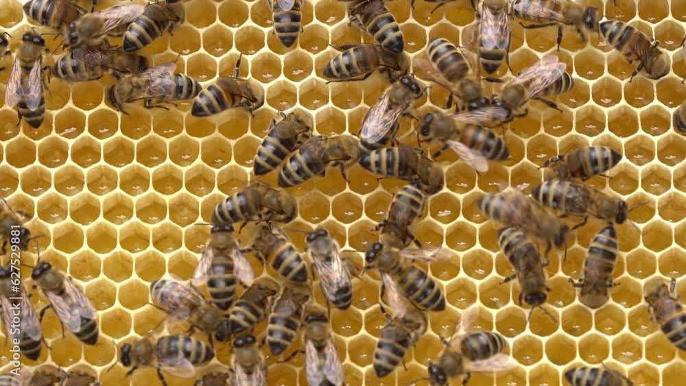Raw Honey Comb. Uncapped Honey Cells. Fresh honey in a honeycomb close up. Organic beekeeping. Organic Honey Bee Farm. Rural beekeeping Raw Honey Comb. Uncapped Honey Cells. Fresh honey in a honeycomb close up. Organic beekeeping. Organic Honey Bee Farm. Rural beekeeping