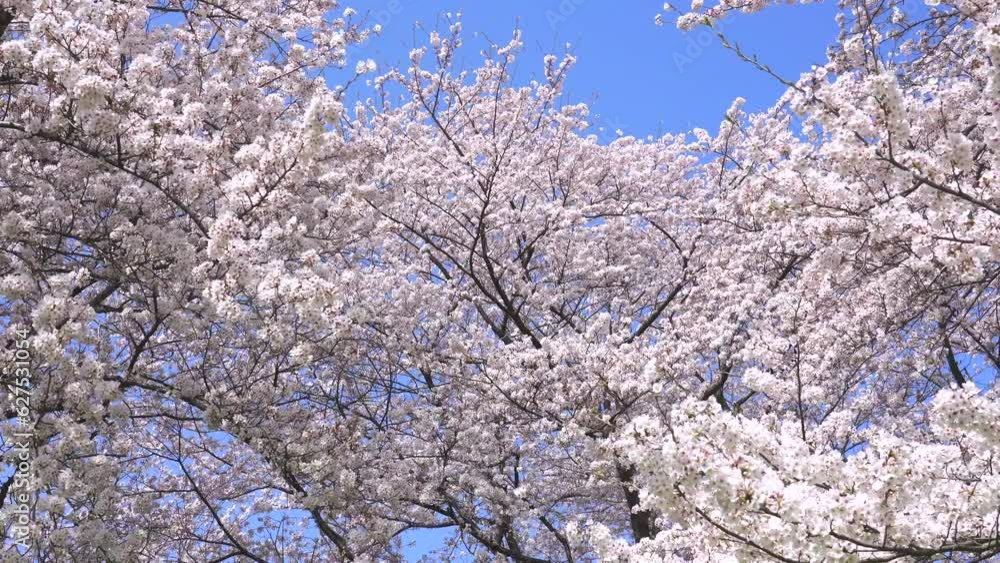 満開の桜の風景