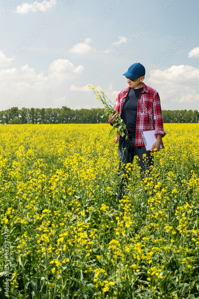 A farmer in his rapeseed field examines his crops. A farmer in his rapeseed field examines his crops.