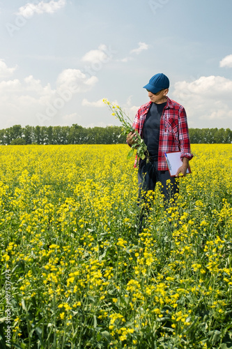  A farmer in his rapeseed field examines his crops.
