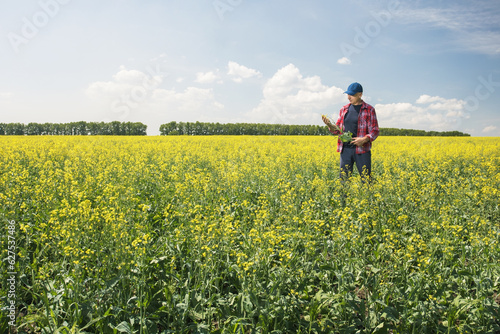 A farmer checks the flowering rapeseed plants in blooming field. Man examining blooming. Place for text.
